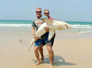 Bronze whaler draws a crowd